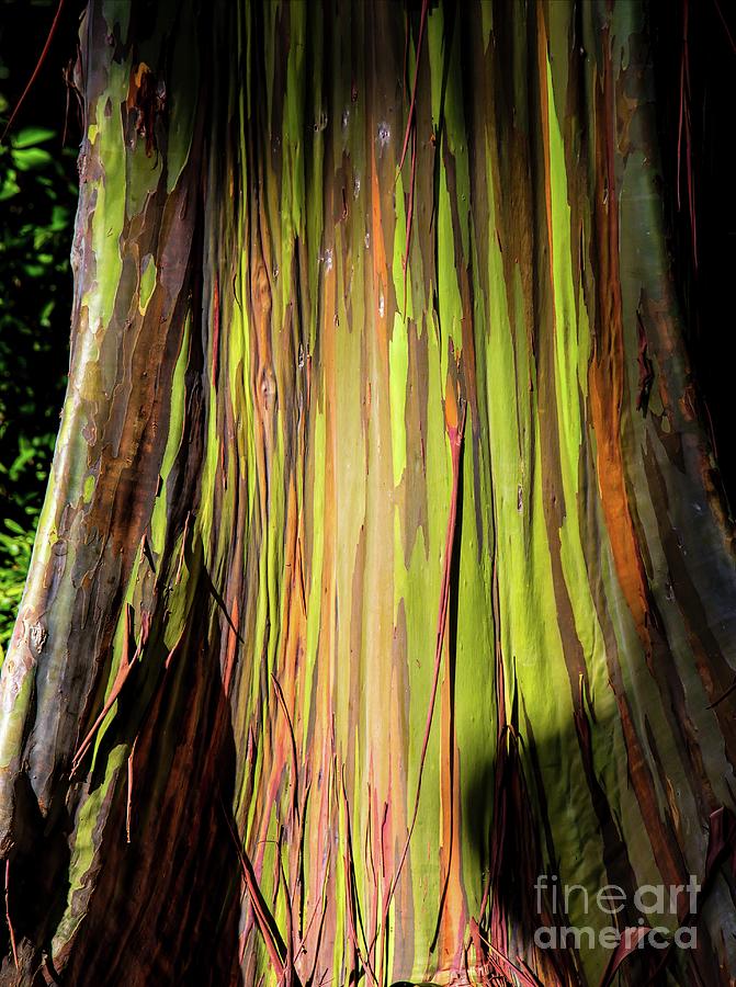 Rainbow Tree Photograph by Jon Burch Photography