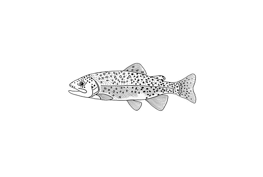 trout sketch