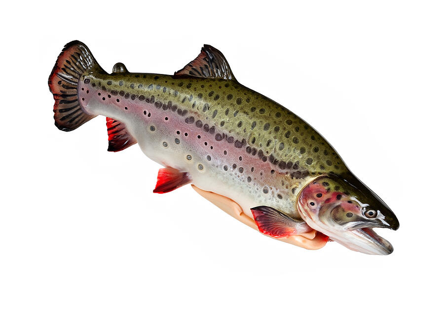 Rainbow trout Photograph by Will Burlingham