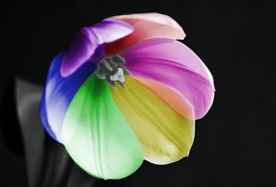Rainbow Tulip Photograph by Marianna Mills