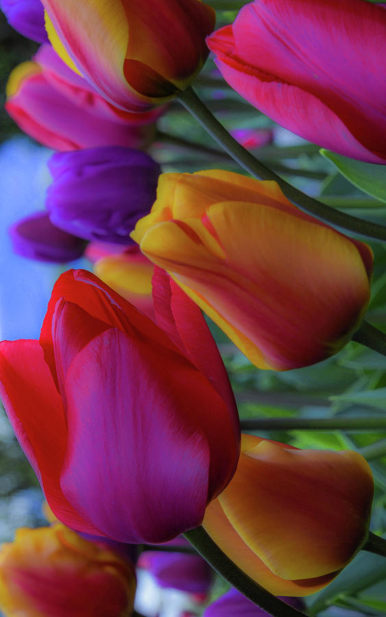 Rainbow Tulips, Portrait Mode Photograph by Emerita Wheeling