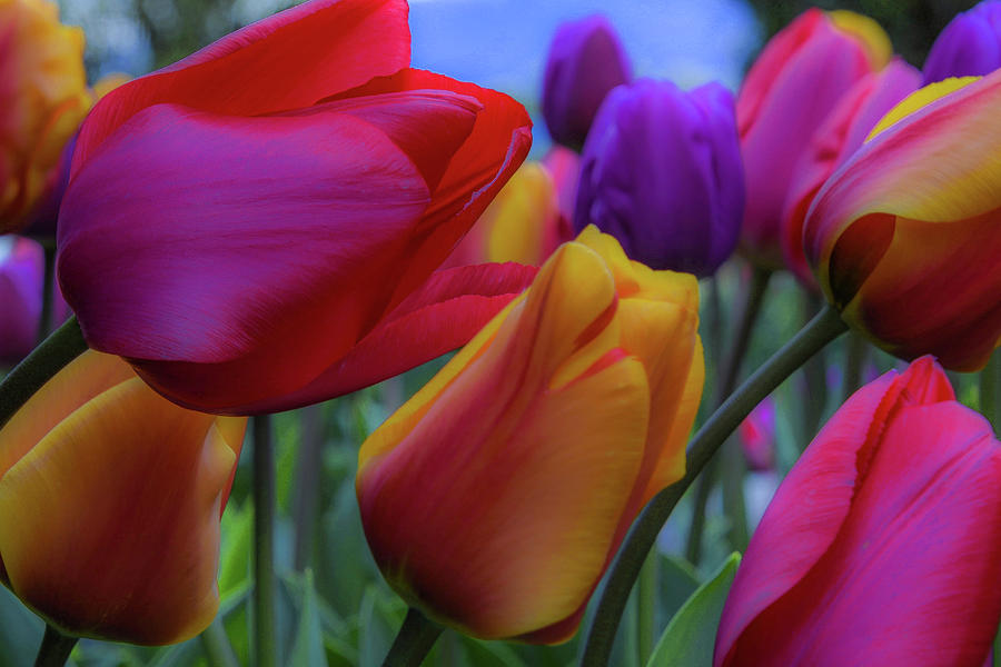 Rainbow Tulips, Landscape Mode Photograph by Emerita Wheeling