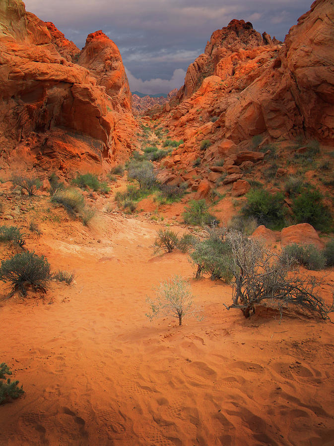 Rainbow Vista Trail Valley Of Fire Photograph by Frank Wilson