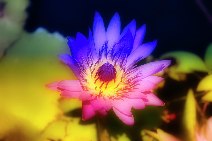 Rainbow Water Lily Photograph by Lori Tarantino