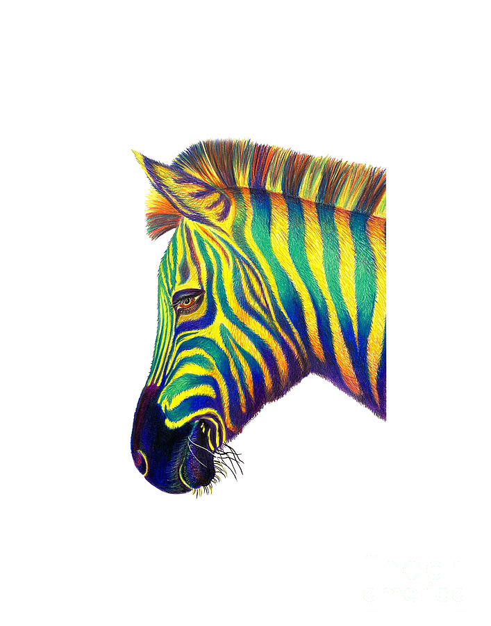 Rainbow Zebra Drawing by Ella Boughton