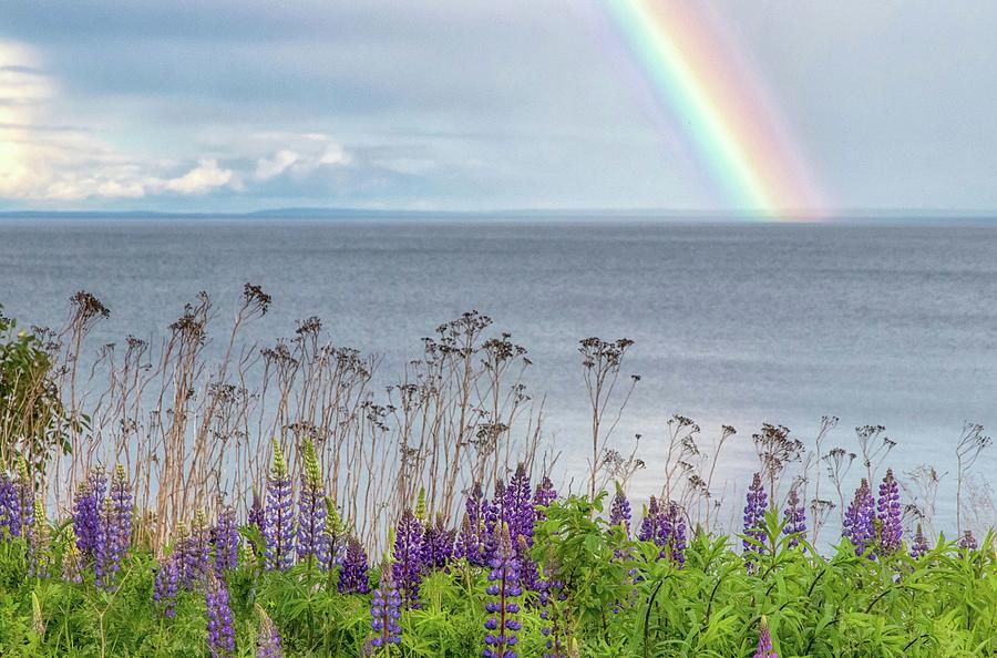 Rainbows and Lupine Photograph by Mary Amerman