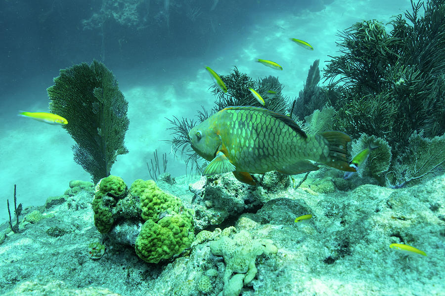 Rainbows and Wrasses Photograph by Todd Tucker