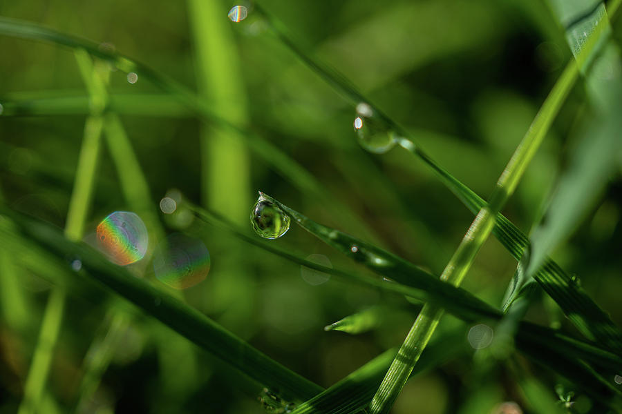 Rainbows In The Grass Photograph by Linda Howes - Fine Art America