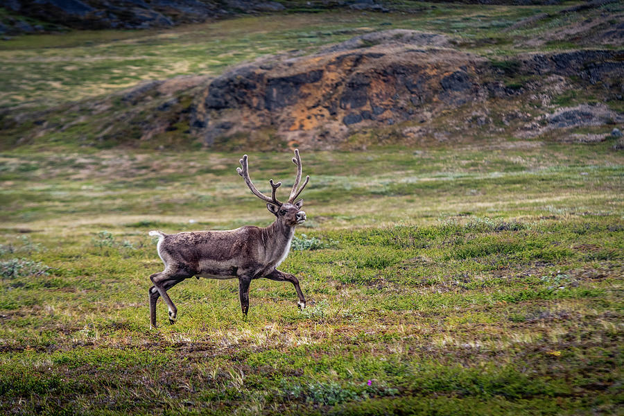 Raindeer on meadows in Greenland Photograph by Tomas Zavadil - Fine Art ...