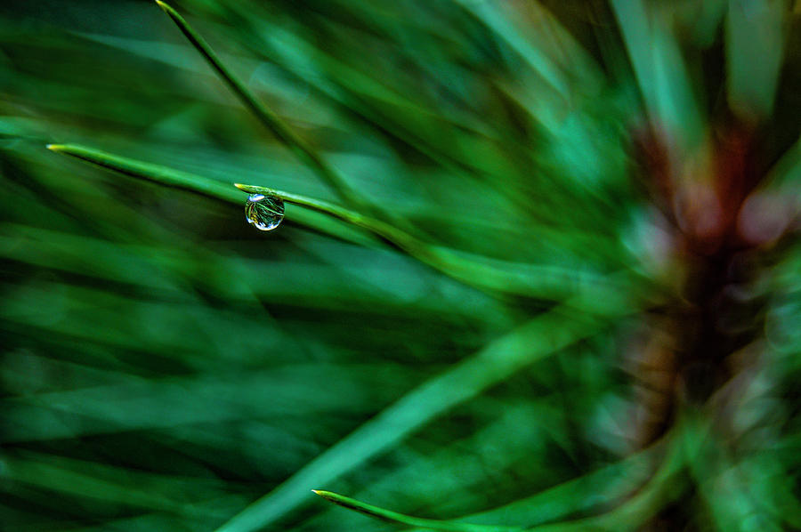 Raindrop 2 Photograph by Pelo Blanco Photo