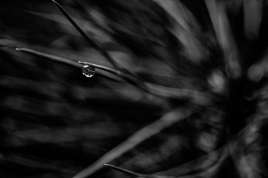 Raindrop Black and White 2 Photograph by Pelo Blanco Photo