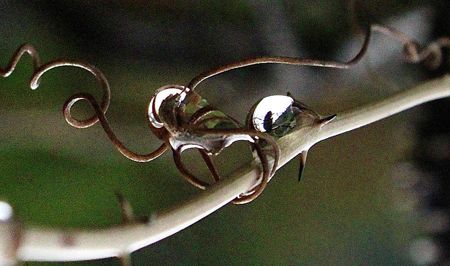 Raindrop Eyes Photograph By Micky Roberts - Fine Art America