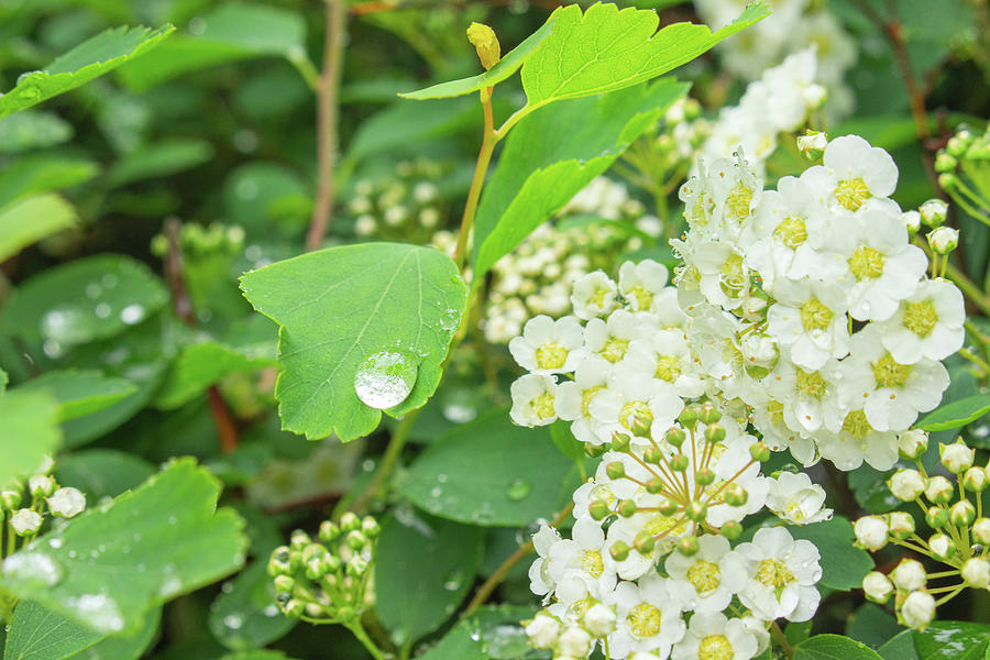 Raindrop in a Bush of White Flowers Photograph by Auden Johnson