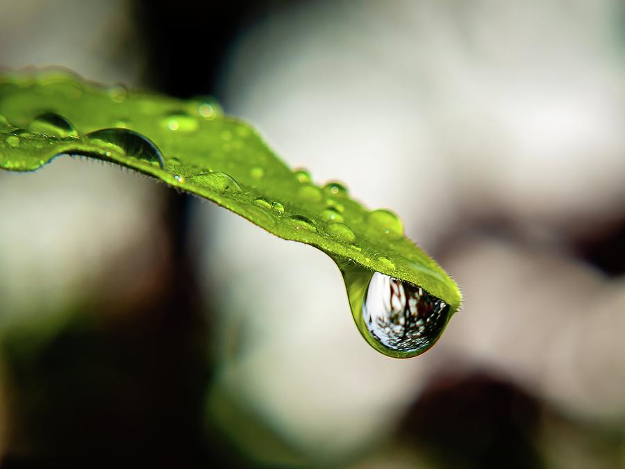 Raindrop In The Morning Photograph by Charles Hite