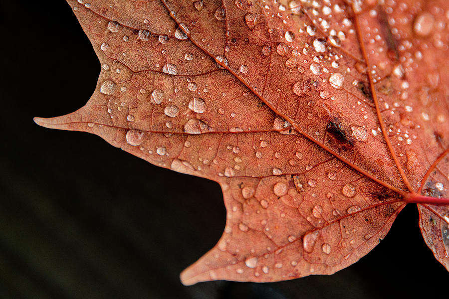Raindrop Leaf Photograph by Joann Long