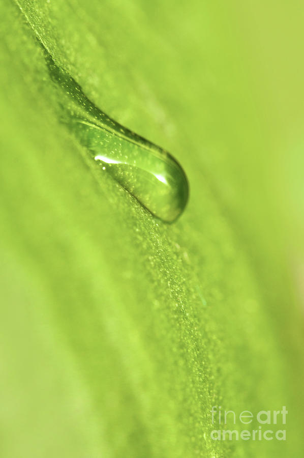 Raindrop on a green leaf Photograph by Delphimages Photo Creations