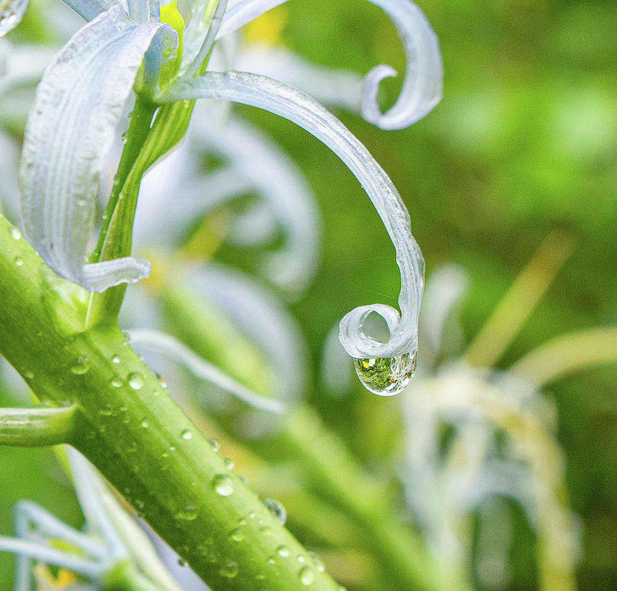 Raindrop on a White Flower Photograph by Auden Johnson