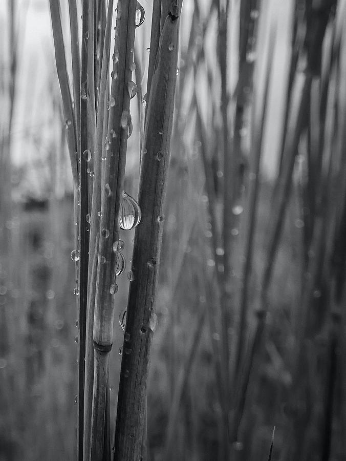 Raindrop On Little Bluestem Photograph