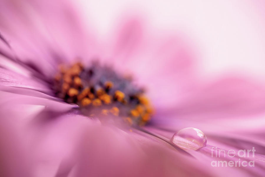 Raindrop on pink Photograph by Delphimages Photo Creations