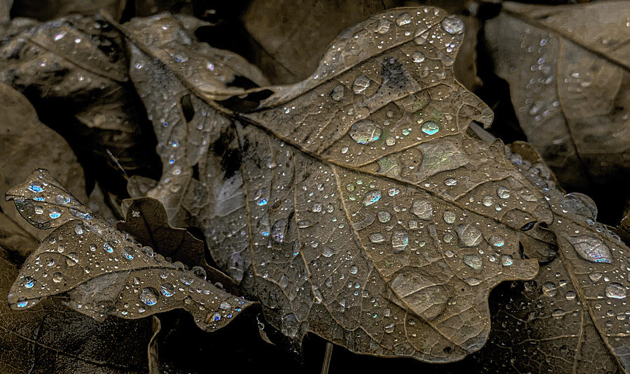 Raindrop Reflections Photograph by Colorado Still Magnolia- Kim Parker ...