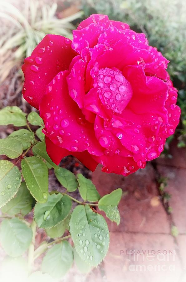 Raindrop Rose Photograph by Pat Davidson