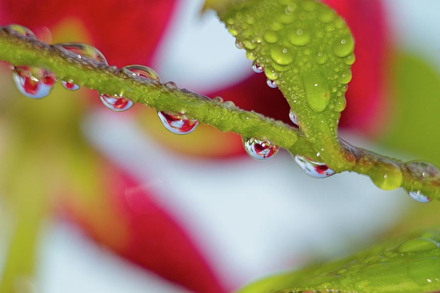 Raindrop series 4 Photograph by Geraldine Scull - Fine Art America