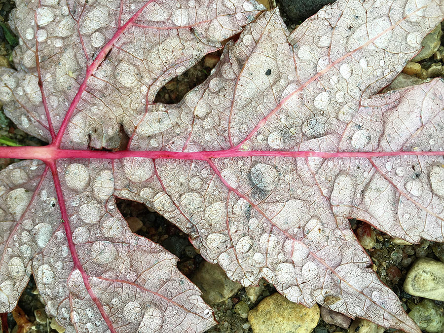 Raindrops After the Storm Photograph by Mary Tastad Raindrops After the Storm Photograph by Mary Tastad