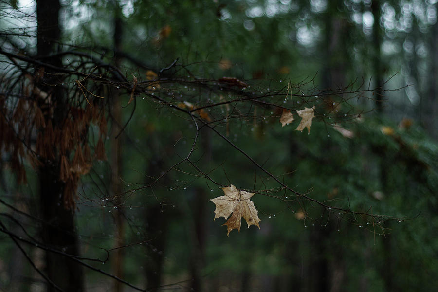 Raindrops Among the Autumn Leaves Photograph by Kimberly Mackowski