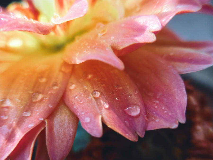 Raindrops and Petals Photograph by W Craig Photography