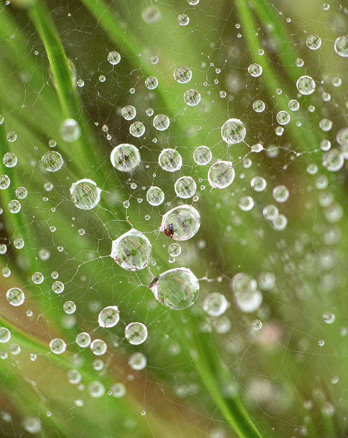 Abstract Photograph - Raindrops Caught In A Web by Phil And Karen Rispin