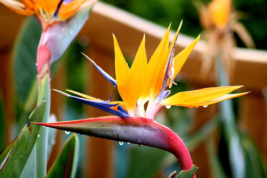 Raindrops falling off Birds of Paradise Flower  Photograph by LaDonna McCray