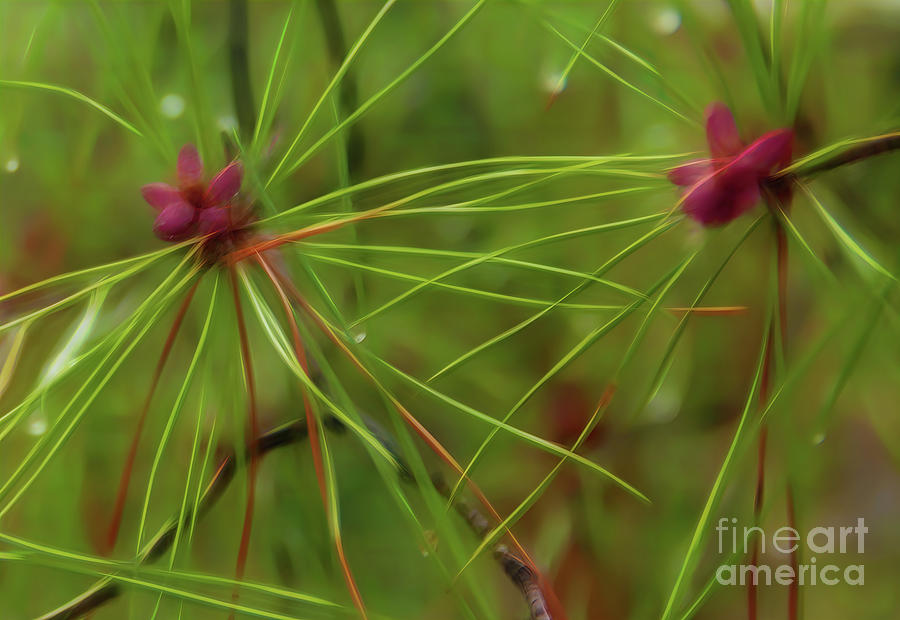 Raindrops in the Pines Photograph by Judi Bagwell