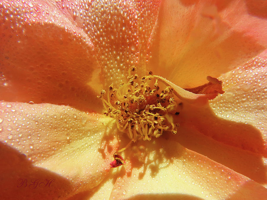 Raindrops on a Gold Rose - Floral Photography - Roses From My Garden Photograph by Brooks Garten Hauschild