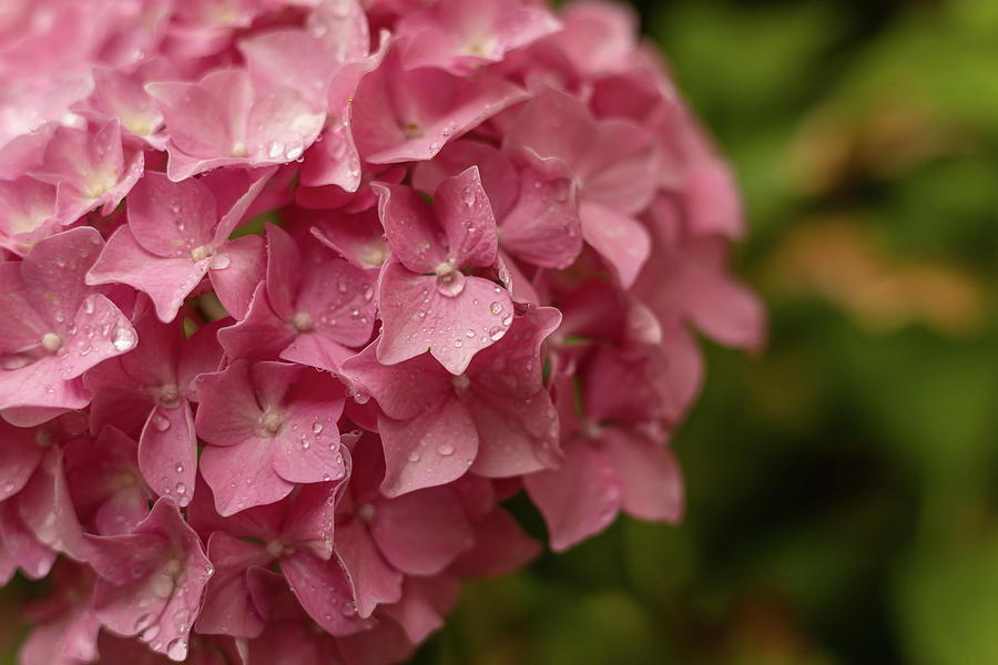 Raindrops on a Hydrangea Photograph by Laura Zahm - Fine Art America