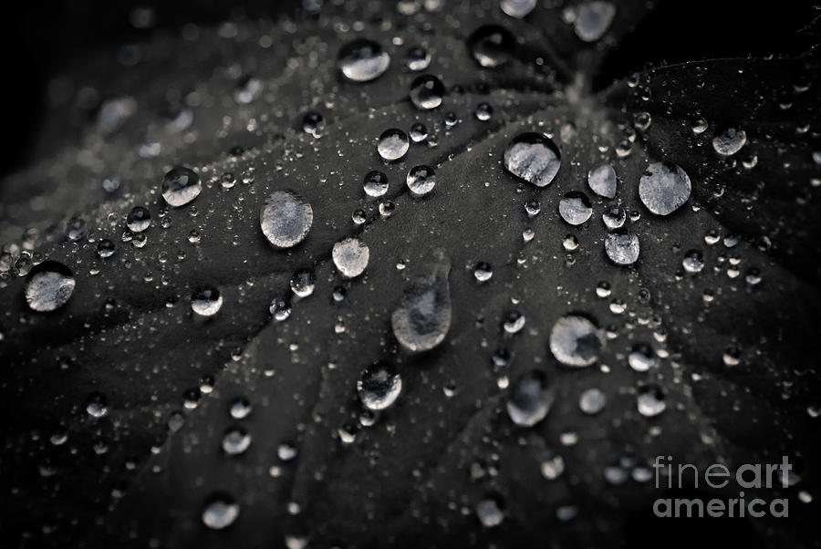 Nature Photograph - Raindrops on a Leaf by Janan Yakula