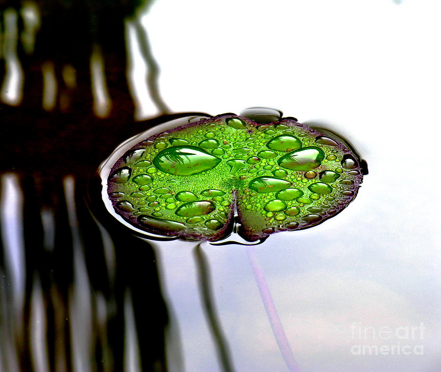 Raindrops On A Lily Pad Photograph
