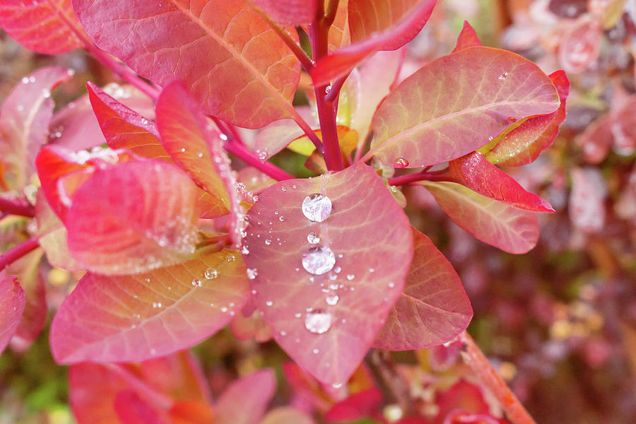 Raindrops on a Red Smoke Tree Photograph by Auden Johnson