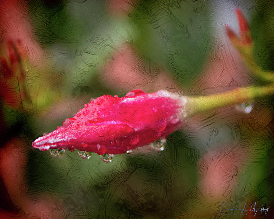 Raindrops on a red rose - Digital Painting Photograph by Cordia Murphy