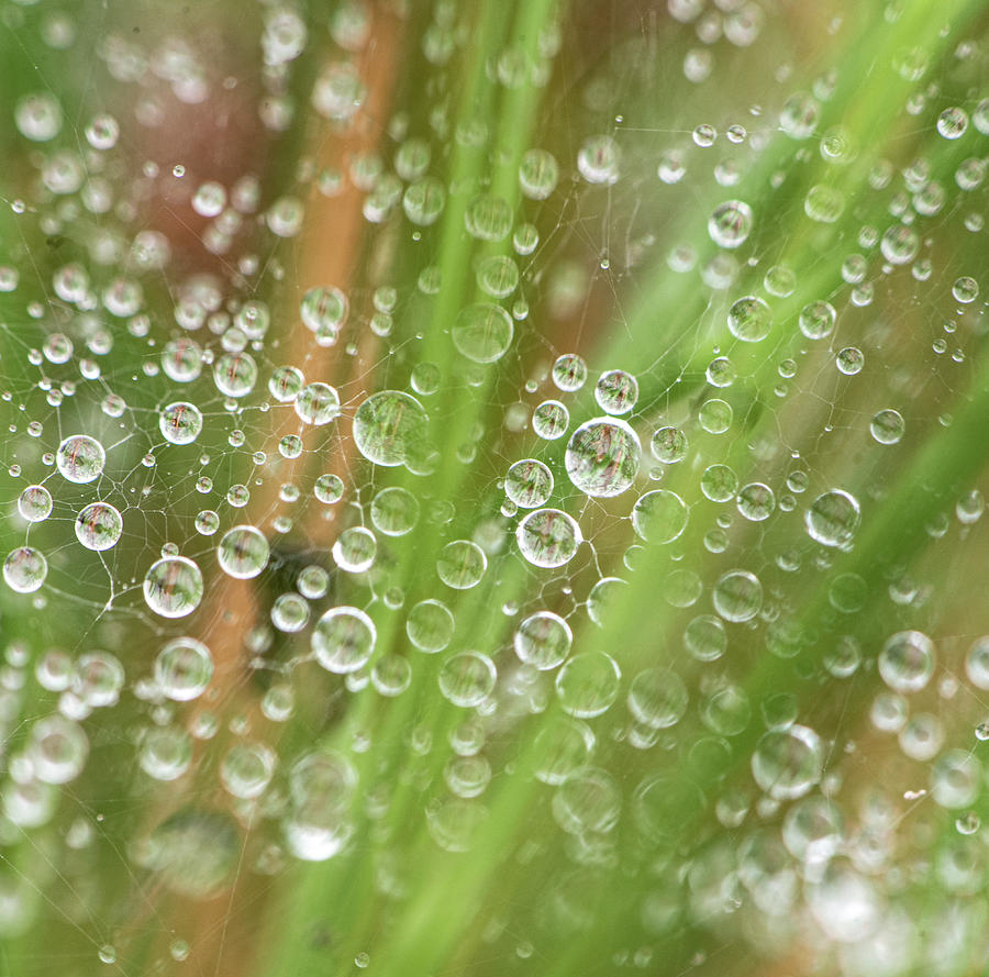 Raindrops On A Web Net Photograph by Karen Rispin