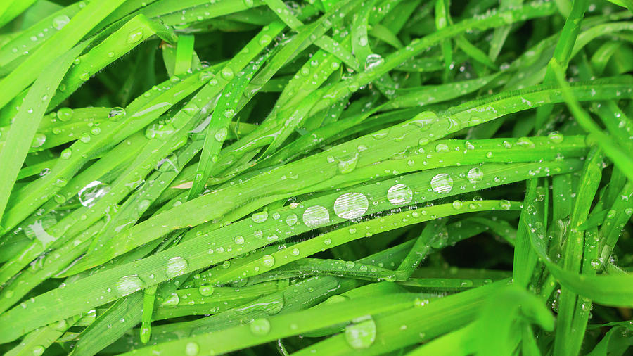 Raindrops on Bright Green Grass Photograph by Auden Johnson