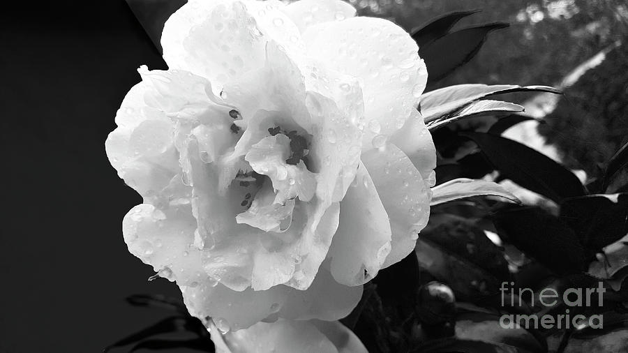 Raindrops On Camellia Bw Photograph