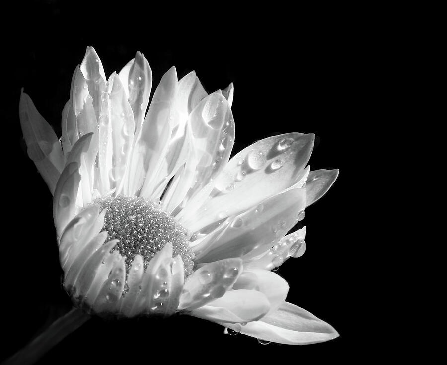 Raindrops on Daisy Black and White Photograph by Jennie Marie Schell