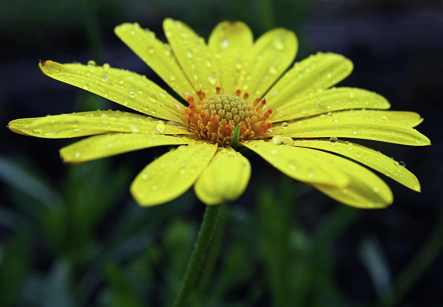 Daisy Photograph - Raindrops on Daisy by Judy Vincent