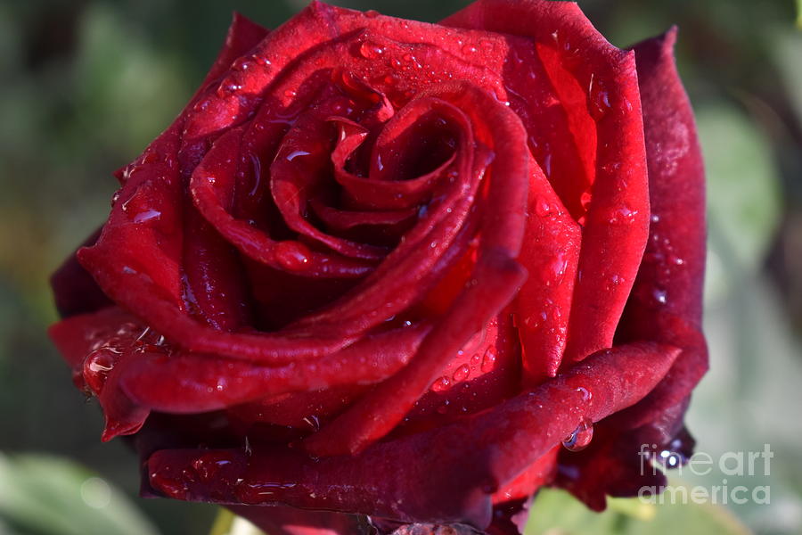 Raindrops on Dark Red Rose Photograph by Leonida Arte