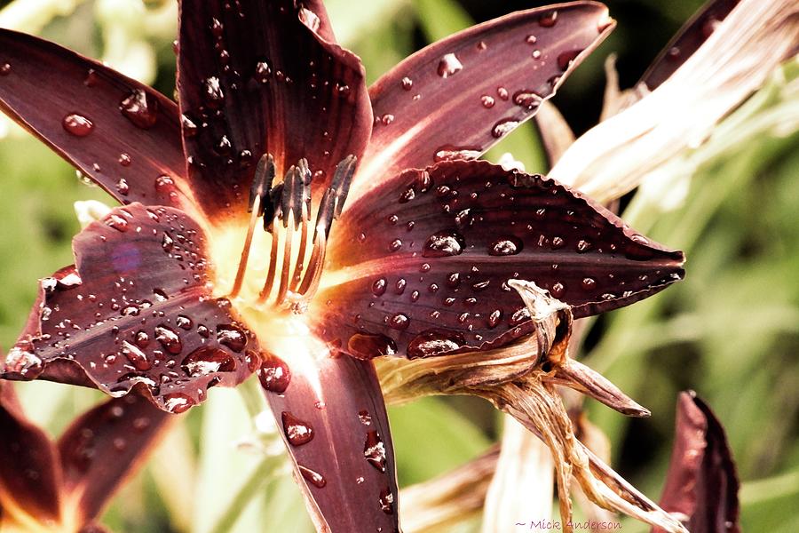 Raindrops On Day Lily Photograph