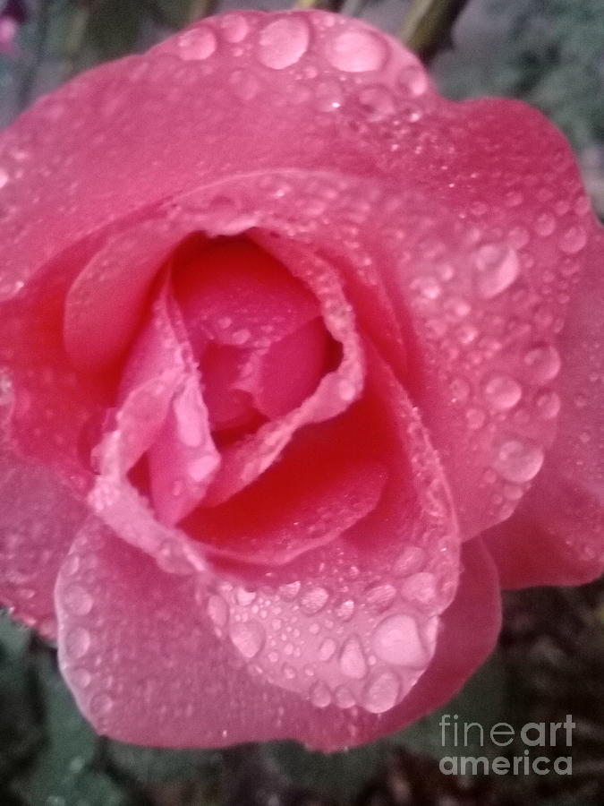 Raindrops on Delicate Skin of a Rose Photograph by Leonida Arte