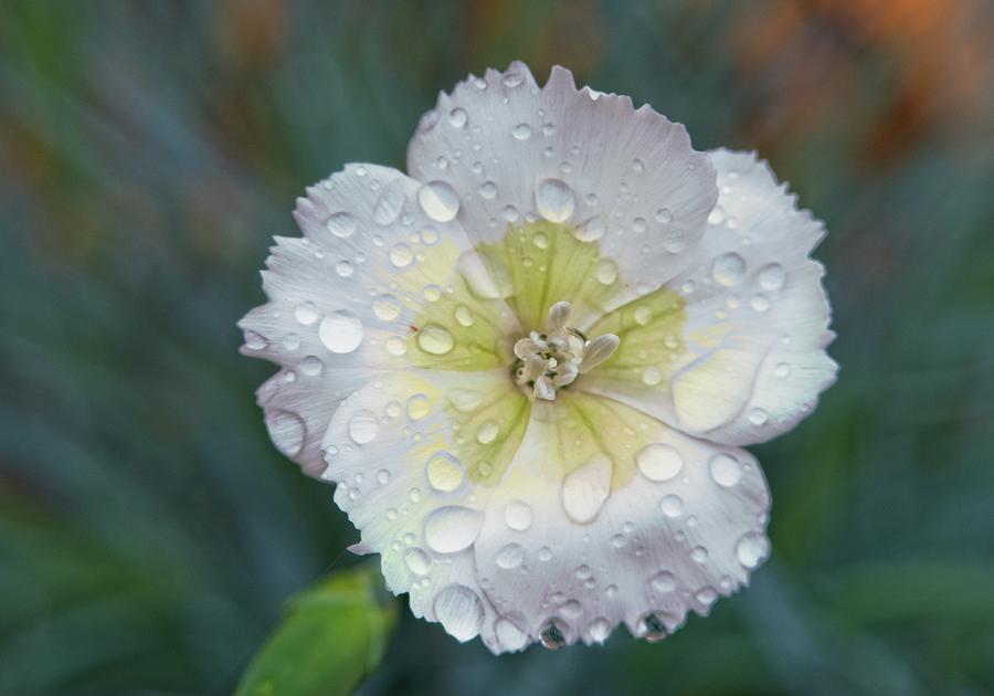 Raindrops On Dianthus 1 Photograph