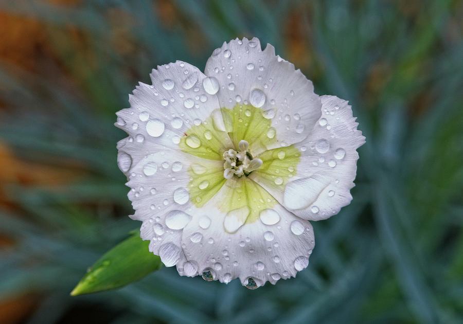 Raindrops On Dianthus 3 Photograph