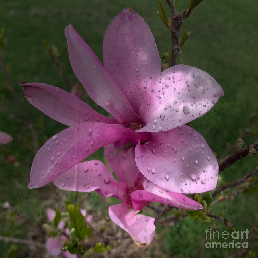 Raindrops on Dogwoods Photograph by Luther Fine Art