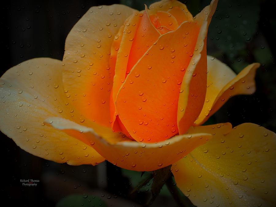 Raindrops on Golden Rose Photograph by Richard Thomas